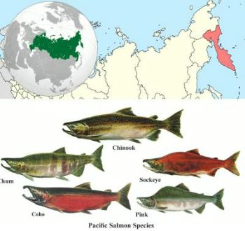 Catch │ Russia Far East | Salmon: pink, chum, sockeye, coho, king, cherry │ 2022