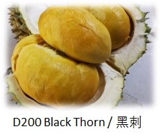 Black Thorn（D200)