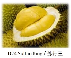 Sultan Durian （D24）