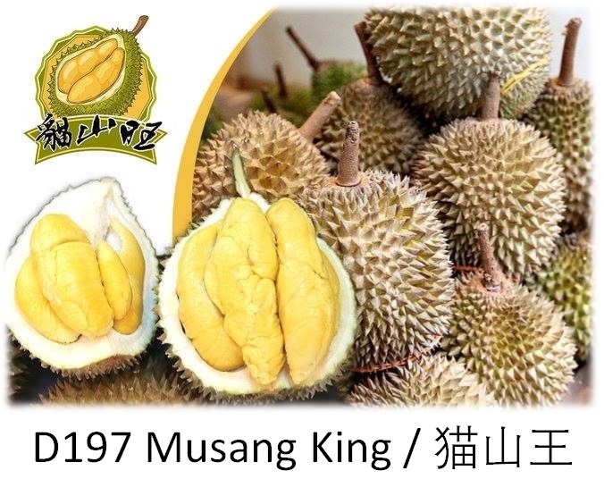 Musang King (D197)